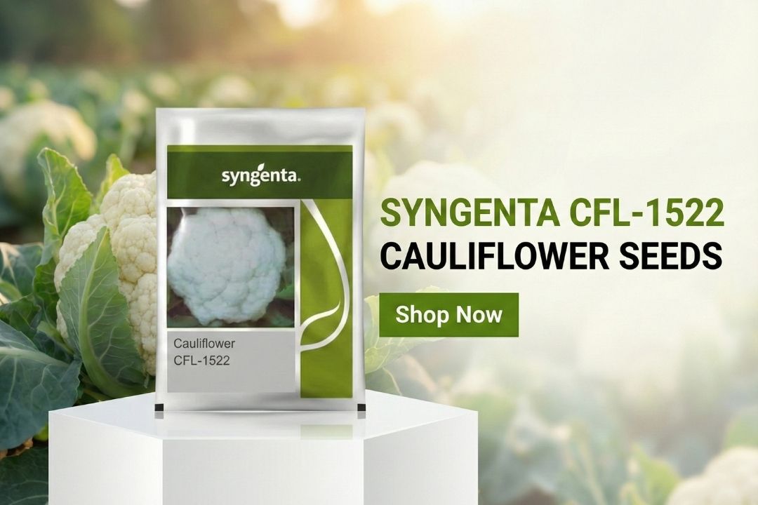 Syngenta CFL-1522 Cauliflower Seeds