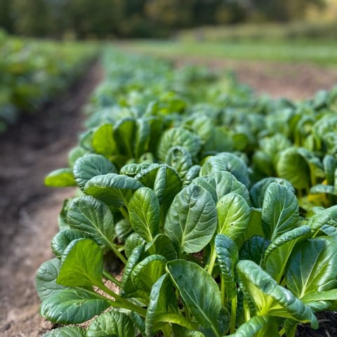 Golden Hills Tatsoi Green Seeds