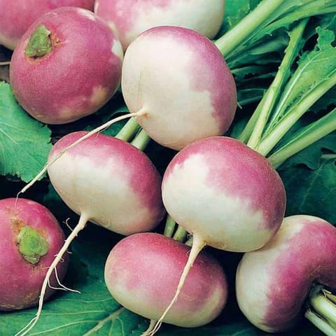 Golden Hills Turnip Purple Seeds