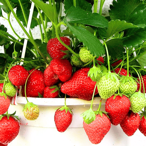 Golden Hills Strawberry Alpine Fragaria Seeds