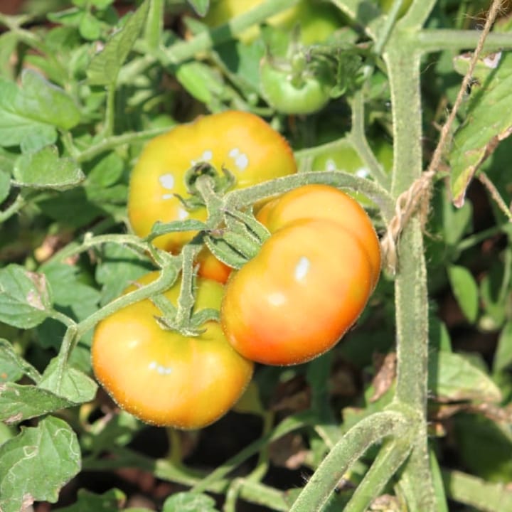 Golden Hills Tomato Madanapalli Seeds