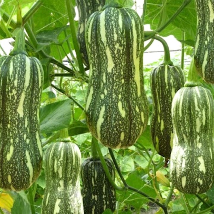 Golden Hills Butternut Green Seeds