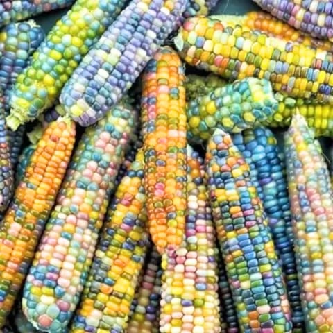 Golden Hills Ornamental Multi Colour Corn Seeds