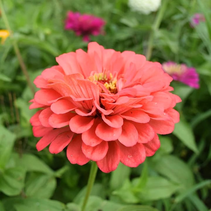 Golden Hills Zinnia Elegance Dahlia Flowered Eldorado Seeds