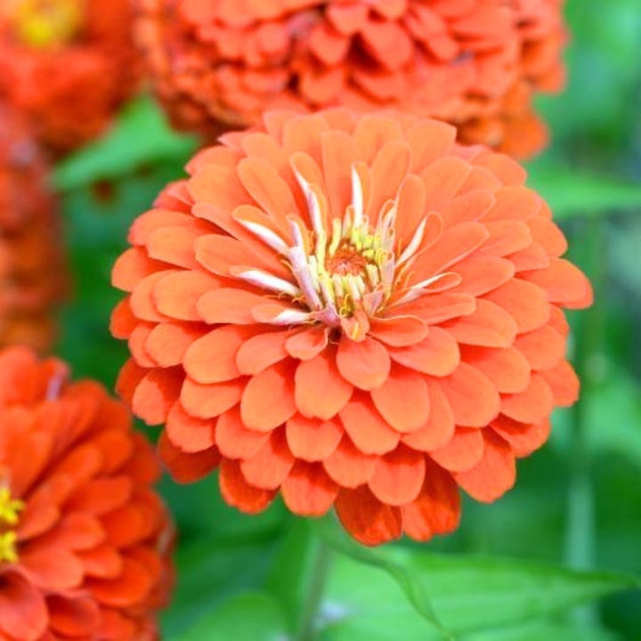 Golden Hills Zinnia Elegance Dahlia Flowered Orange Seeds