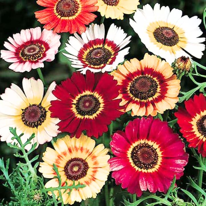 Golden Hills Chrysanthemum Carinatum Mix Seeds