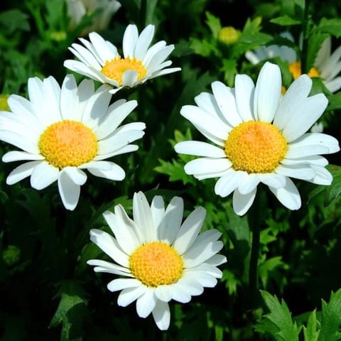 Golden Hills Chrysanthemum Paludosam White Seeds