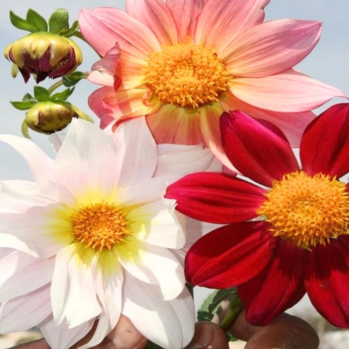 Golden Hills Dahlia Variabillis Top Star Beauty Mix Seeds