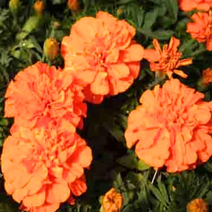 Golden Hills Marigold French Double Orange Seeds