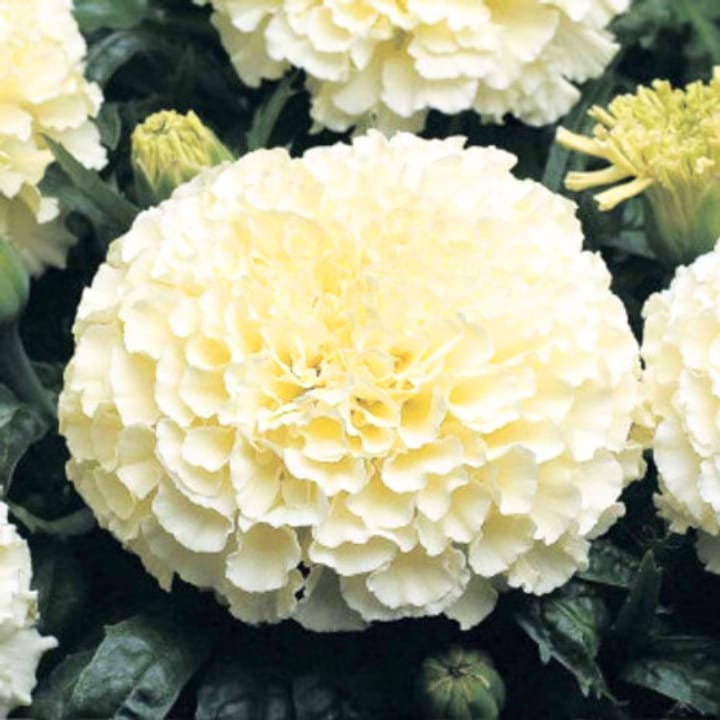 Golden Hills Marigold Double White Seeds