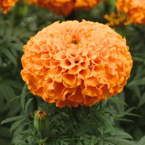 Golden Hills Marigold Pusa Narangi Orange Seeds