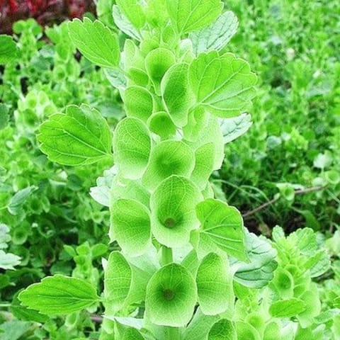 Golden Hills Moluccella laevis Seeds