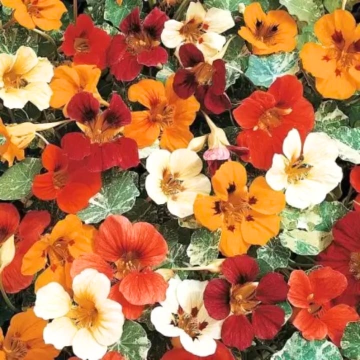 Golden Hills Nasturtium Jewel of Africa Mix Seeds