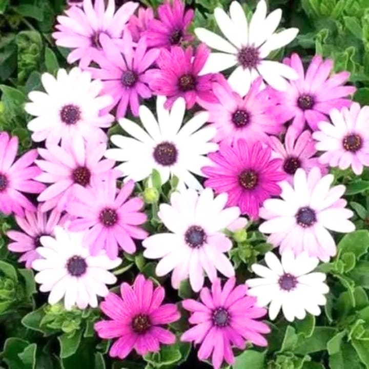 Golden Hills Osteospermum ecklonis Mix Seeds