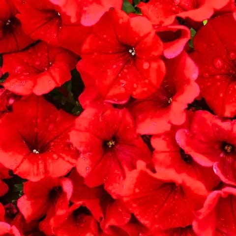 Golden Hills Petunia Nana Compacta Scarlet Red Seeds