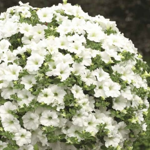 Golden Hills Petunia Nana Compacta Scarlet White Seeds