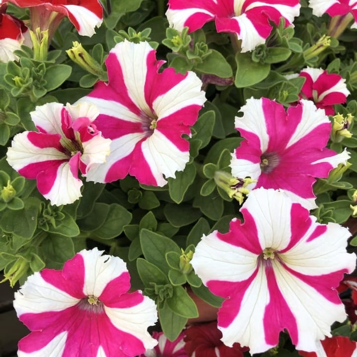 Golden Hills Petunia Dwarf Stars Mix Seeds