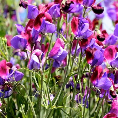 Golden Hills Sweet Pea (Lathyrus odorata) Seeds