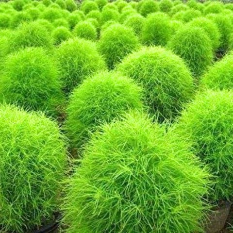 Golden Hills Kochia Burnin Bush Seeds