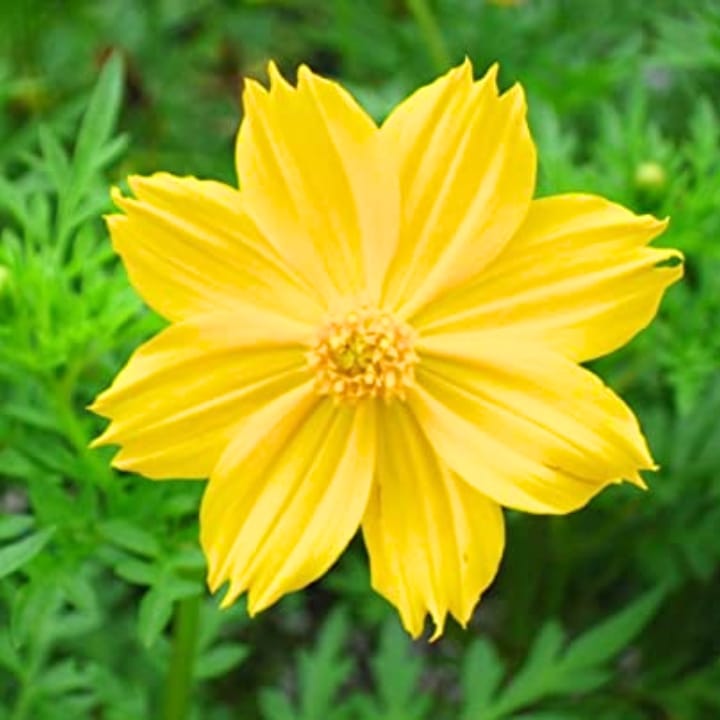 Golden Hills Cosmos sulphureus Bright Light Yellow Seeds