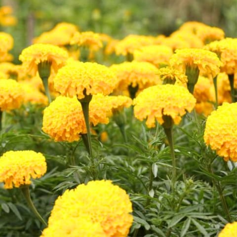 Golden Hills Marigold Dhan Basanti Yellow Flower Seeds
