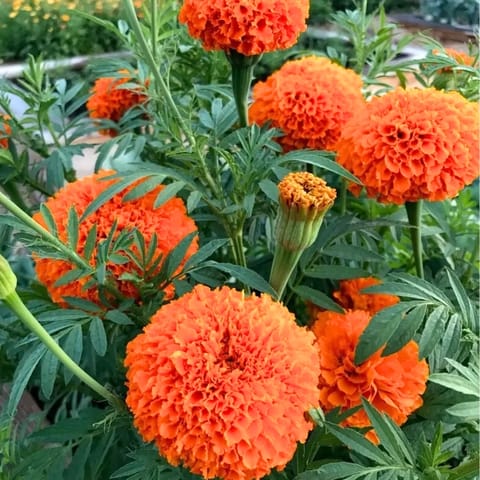 Golden Hills Marigold Hawaii Orange Flower Seeds