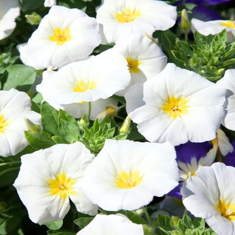 गोल्डन हिल्स मॉर्निंग ग्लोरी सफेद फूल के बीज
