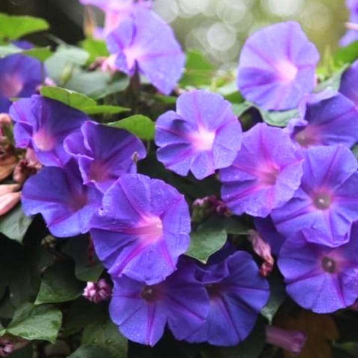 Golden Hills Morning Glory Purple Flower Seeds