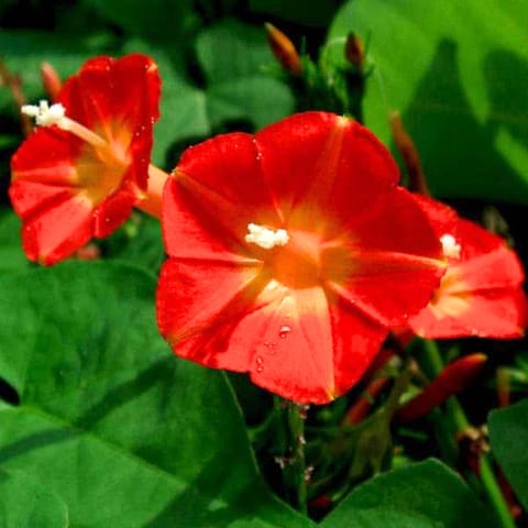गोल्डन हिल्स मॉर्निंग ग्लोरी लाल फूल के बीज
