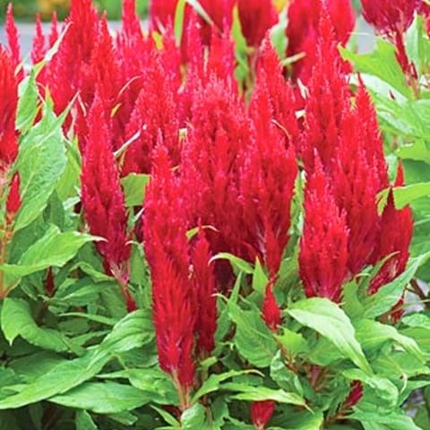 गोल्डन हिल्स सेलोसिया लाल फूल के बीज