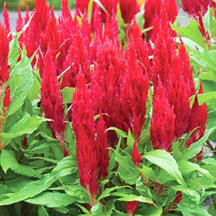 Golden Hills Celosia Red Flower Seeds