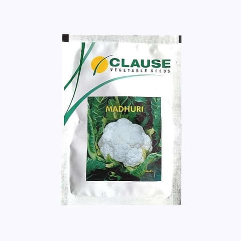 Clause Madhuri Cauliflower Seeds
