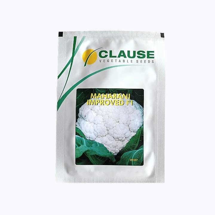 Clause Maharani Improved F1 Cauliflower Seeds