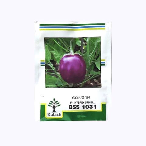 Kalash Sangam (BSS 1031) Brinjal Seeds