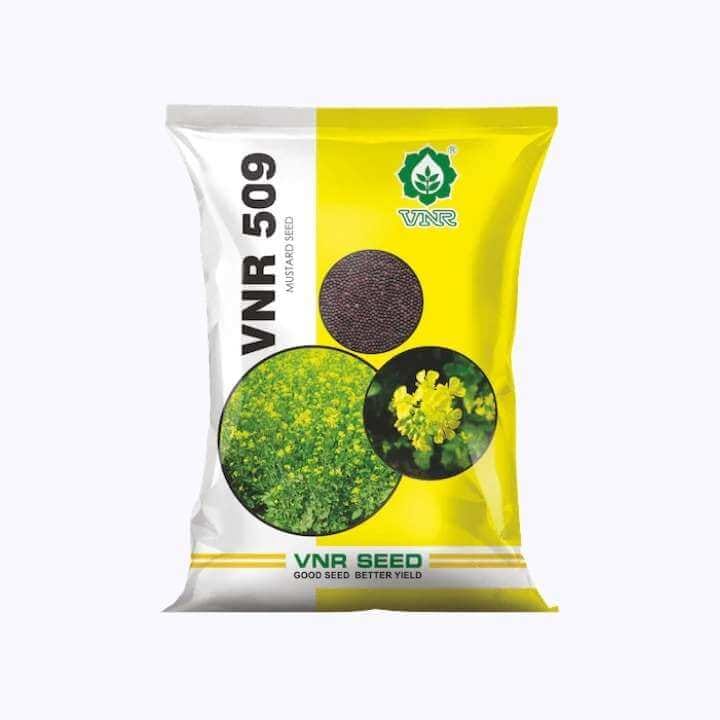VNR 509 Mustard Seeds