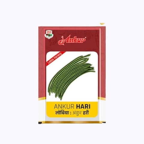 Ankur Hari Lobia Seeds