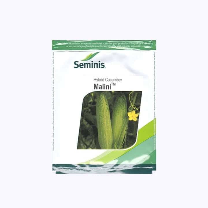 Seminis Malini Cucumber Hybrid Seeds