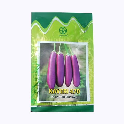Kaveri 470 Brinjal Seeds