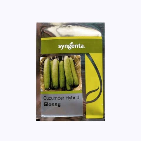 Syngenta Cucumber Glossy Seeds