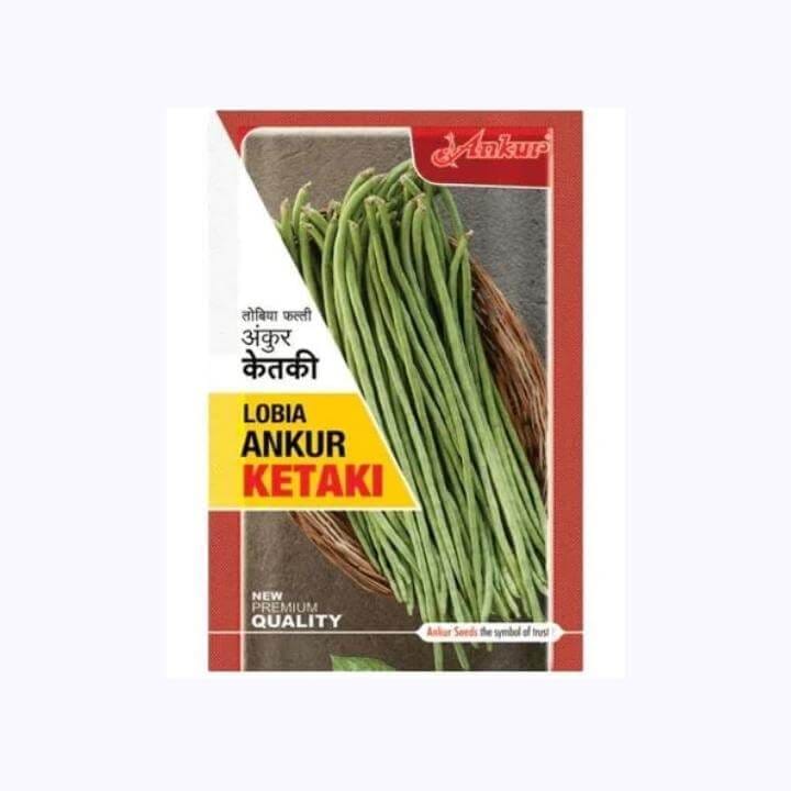 Ankur Ketaki Lobia (Cow Pea) Seeds