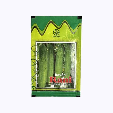 Kaveri Rani F1 Hybrid Cucumber Seeds - 10 gm