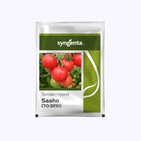 Syngenta Saaho (TO 3251) Tomato Seeds
