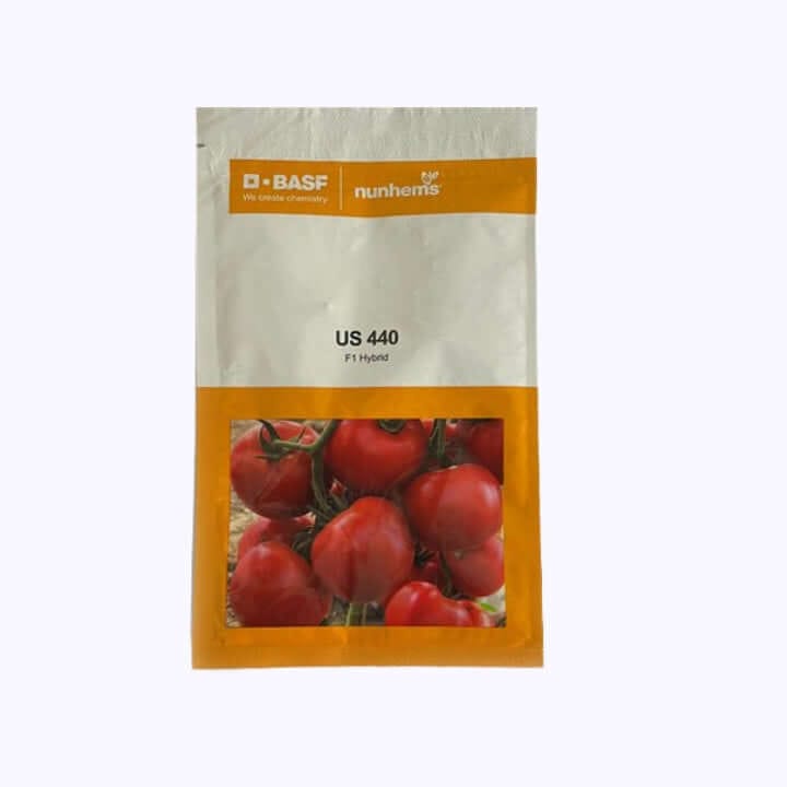 Nunhems US 440 Tomato Seeds