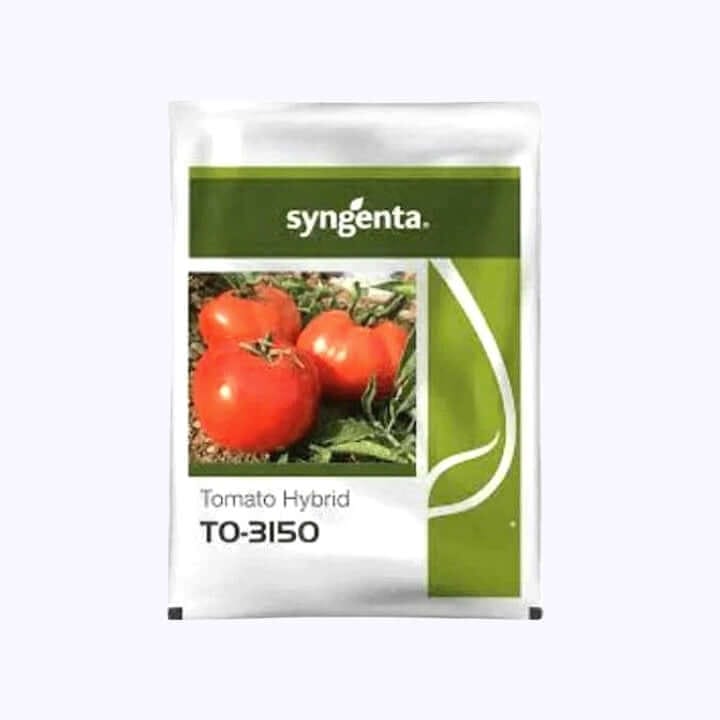 Syngenta TO-3150 Tomato Seeds