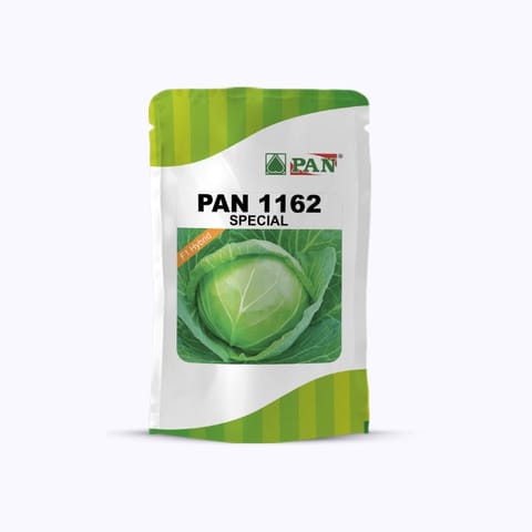 Pan 1162 Cabbage