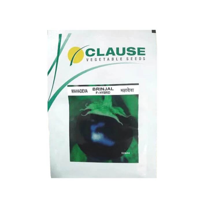 Clause Mahadeva Brinjal Seeds