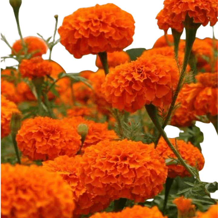 वालिया मैरीगोल्ड ऑरेंज फूल के बीज