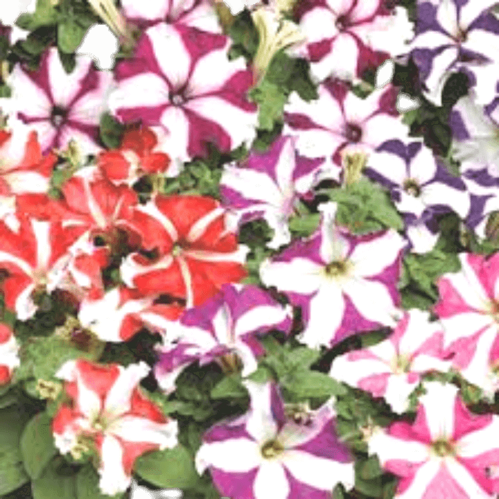 Walia Petunia Star Mix Flower Seeds