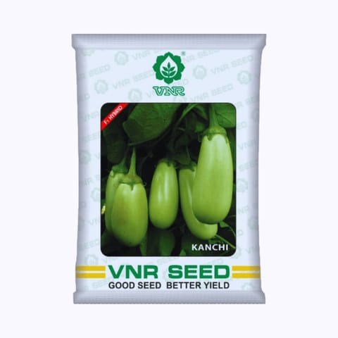 VNR Kanchi Brinjal Seeds