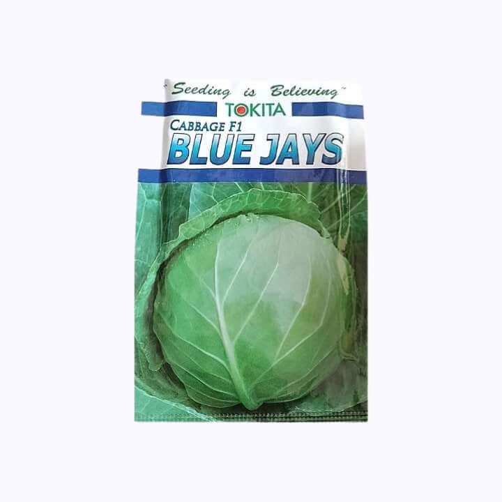 Tokita Blue Jays Cabbage Seeds